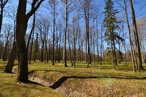 forest under a clear blue sky