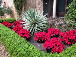 xmas red flowers