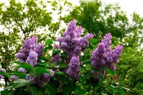 closeup photo of Bush of fragrant lilac