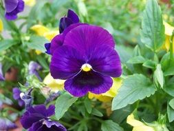 unbelievably beautiful purple flower