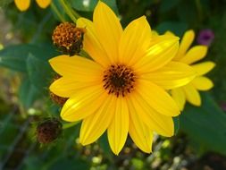 closeup photo of Yellow flower in a meadow