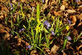 forest yellow and purple star flowers in light