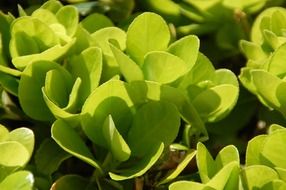 plant with light green leaves