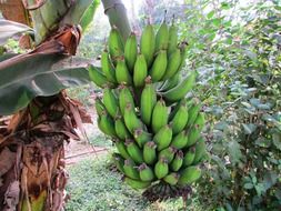 green bananas are growing on a banana palm tree