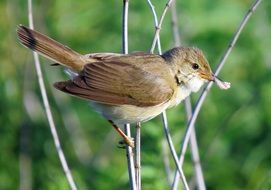 marsh warbler on branches