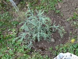 top view of young sequoia