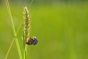 beautiful and delightful ladybug