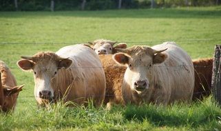 light colorful cows in a green pasture