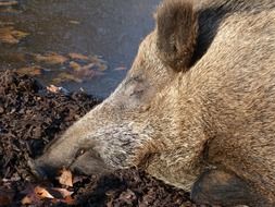 photo of a wild boar in the mud