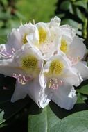 Beautiful, blooming, yellow and white rhododendron flowers