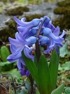 bush of the blue hyacinth on earth