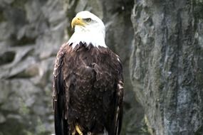 American eagle near the cliff