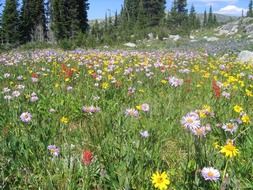 variety of wildflowers in a summer meadow