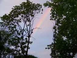 rainbow between trees at dusk