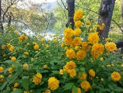 yellow spring flowers in the forest