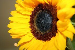 Close-up of a sunflower on a blurred background