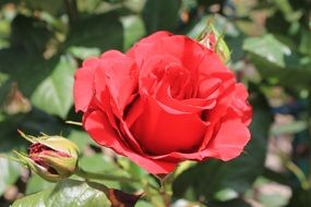 red rose with buds on a sunny day