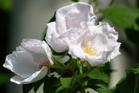 extraordinarily beautiful wild roses flower