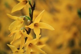 tender yellow forsythia flower macro