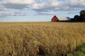 cornfield growing cereals in sweden