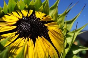 sunflower seeds close-up