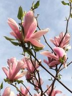 pink magnolia in spring
