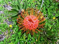 exotic flower bloom