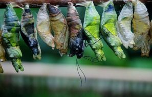 cocoon butterfly chrysalis