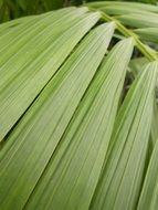 green tropical leaf with stripes