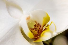 white phalaenopsis flower