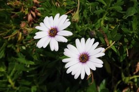 bewitching daisy flower
