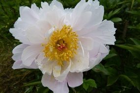 white peony with yellow core