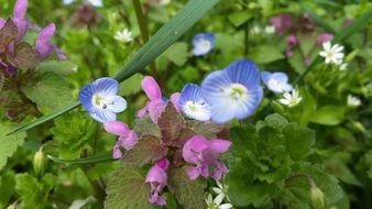 various flowers among bushes