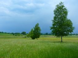landscape with green grass and trees