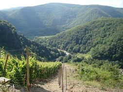 Beautiful landscape of the colorful vineyard in summer in Germany