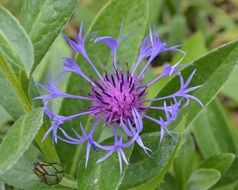 purple garden flower