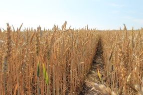 Landscape of the grain field