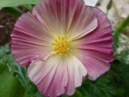 pink poppy flower in summertime