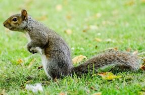 squirrel on grass wildlife portrait