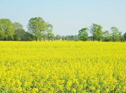 splendiferous oilseed rape field