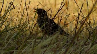 Blackbird on grass