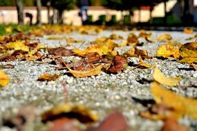 Fallen dried leaves on a path