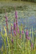 aquatic plants by the pond