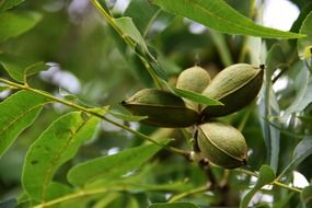 Green pecan tree