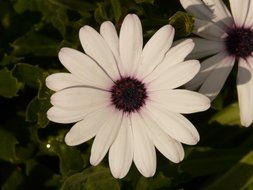 white flowers among dark green leaves