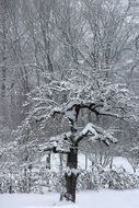 fruit trees in the snow in winter