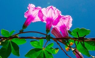 Purple flowers on the branch against a bright blue sky
