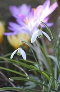 snowdrop in spring