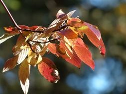 red autumn foliage in the bright sun on a blurred background