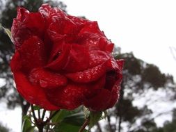 red rose in rain drops close up